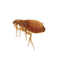 711 Fleas Control Canberra image 1